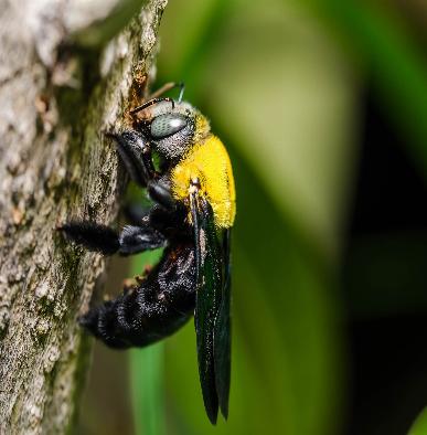 how to get rid of bees
